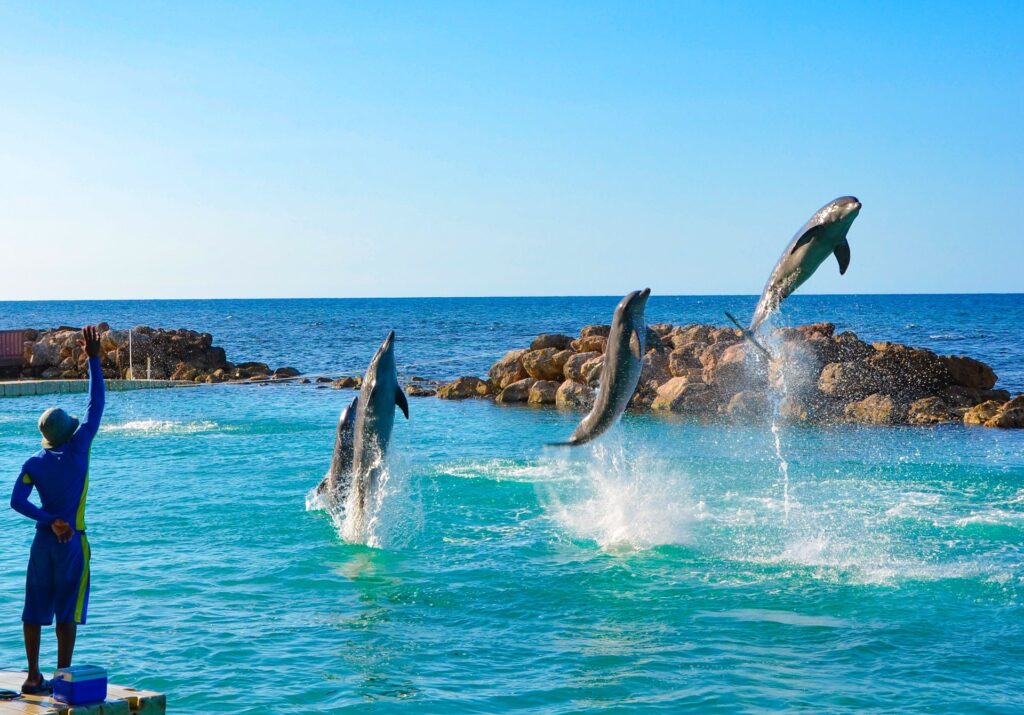 dolphin cove Jamaica